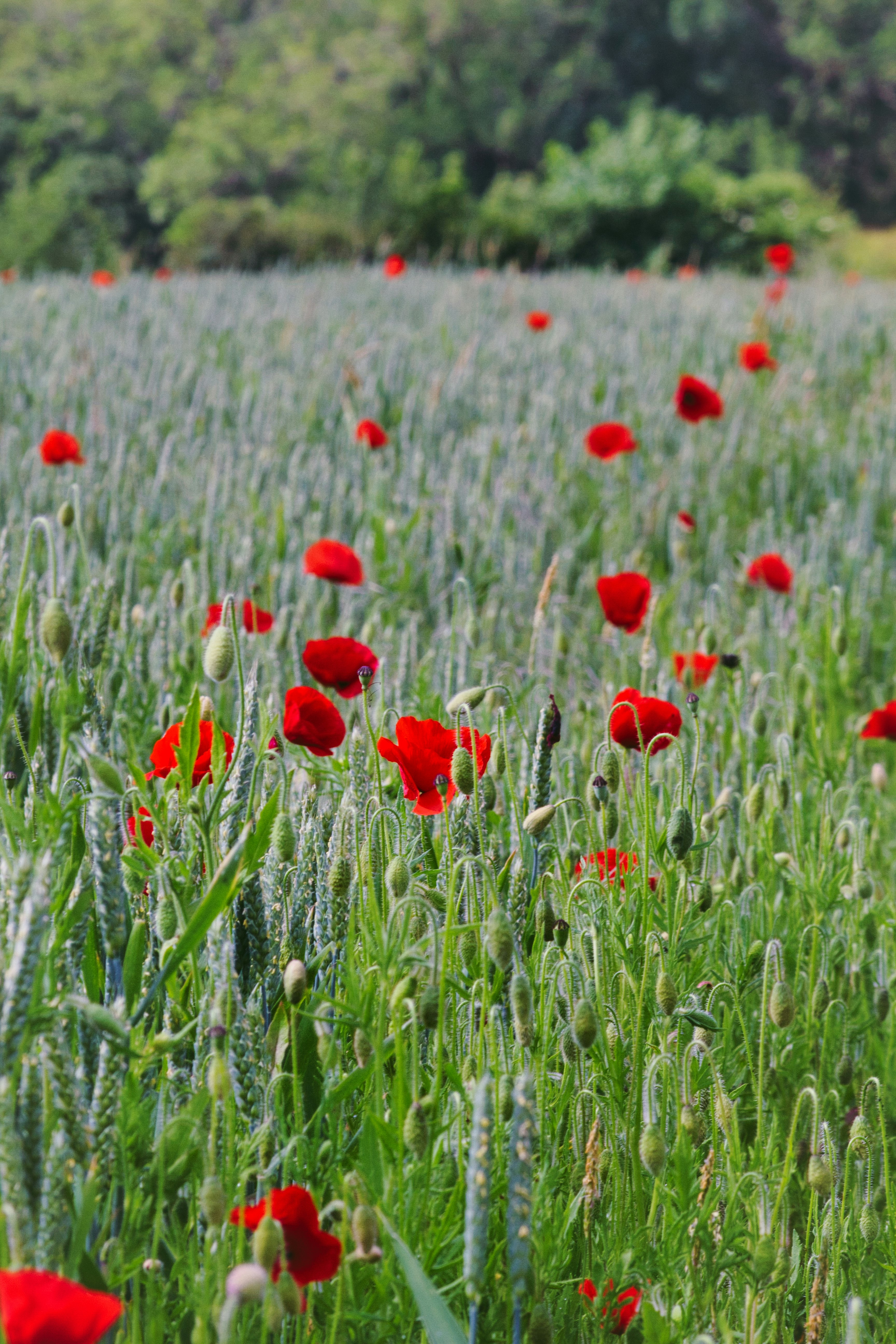 red tulips field during daytime